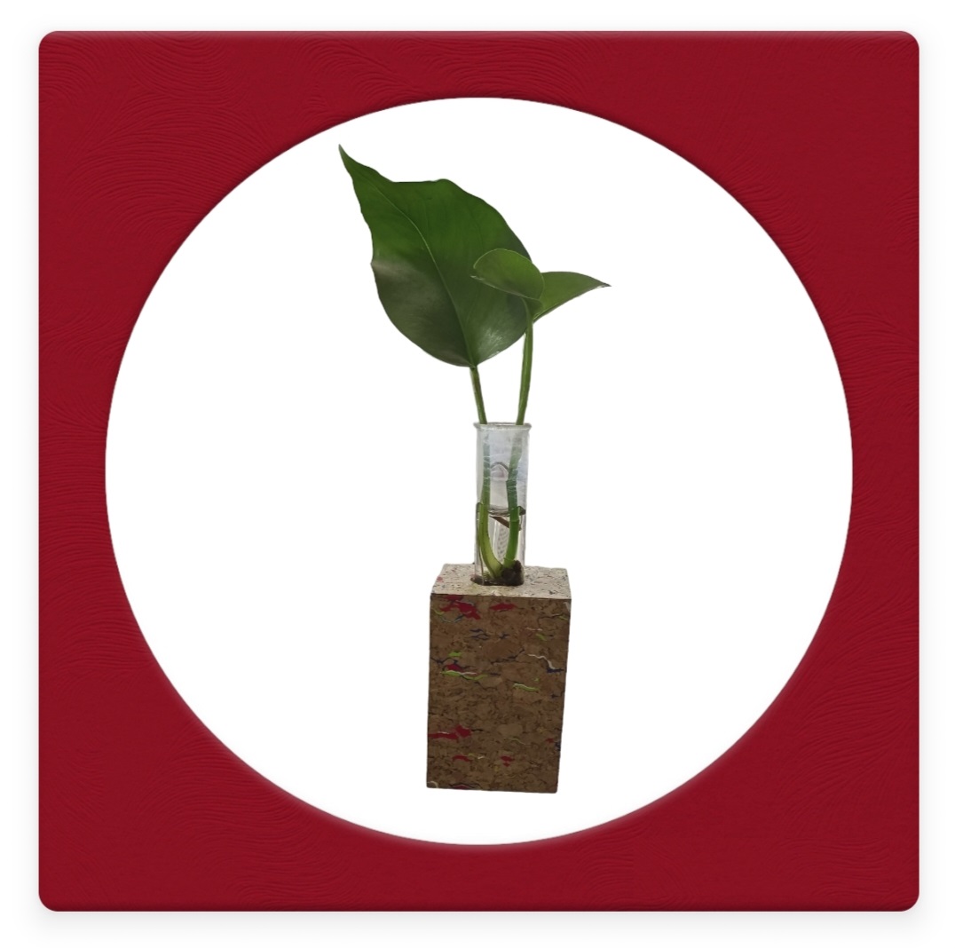 Cork Planter 8